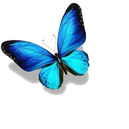 Butterfly Transparent | Holistic Thyroid Care